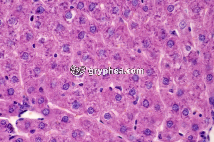 Foie x160 - gryphea.org